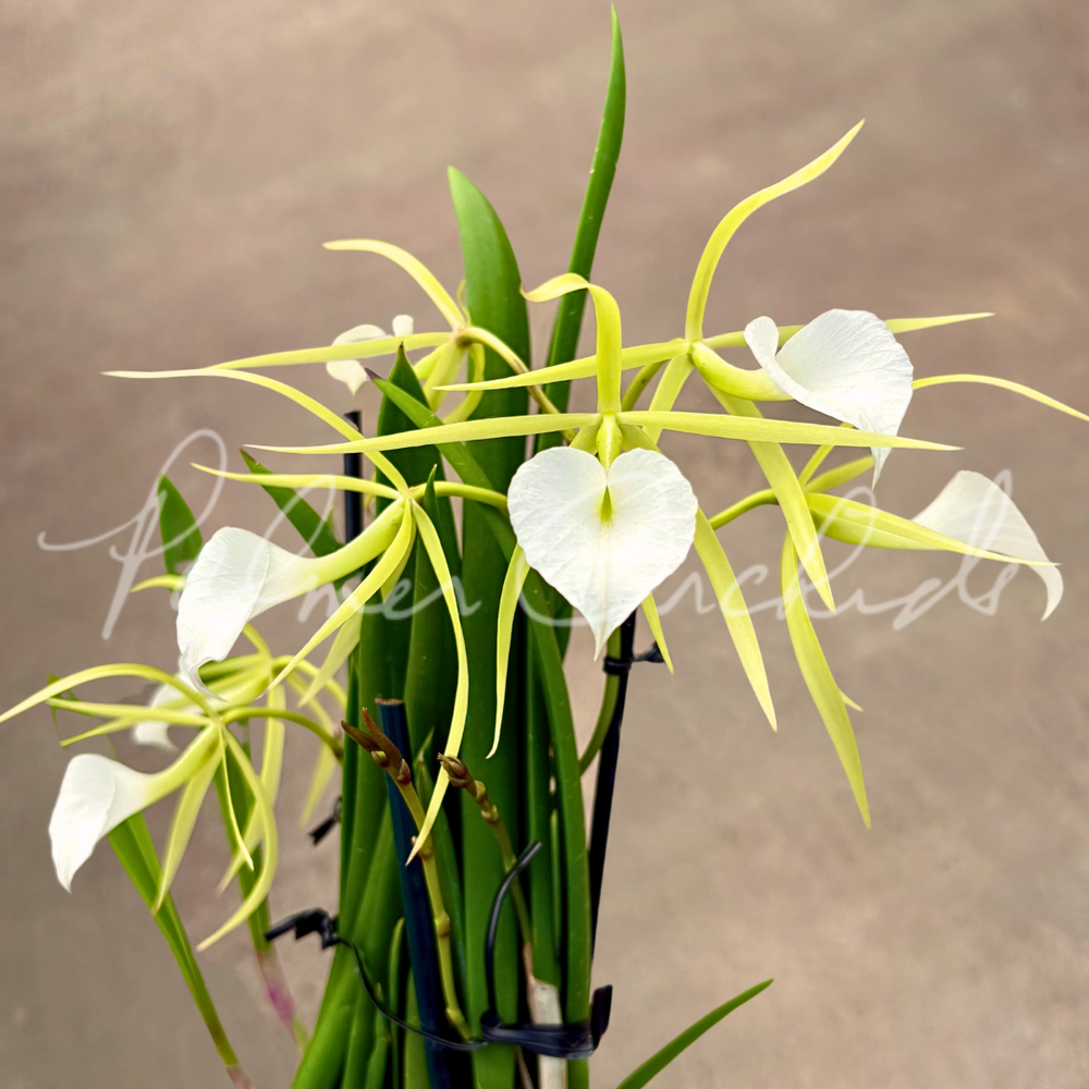 B. Little Stars — Palmer Orchids